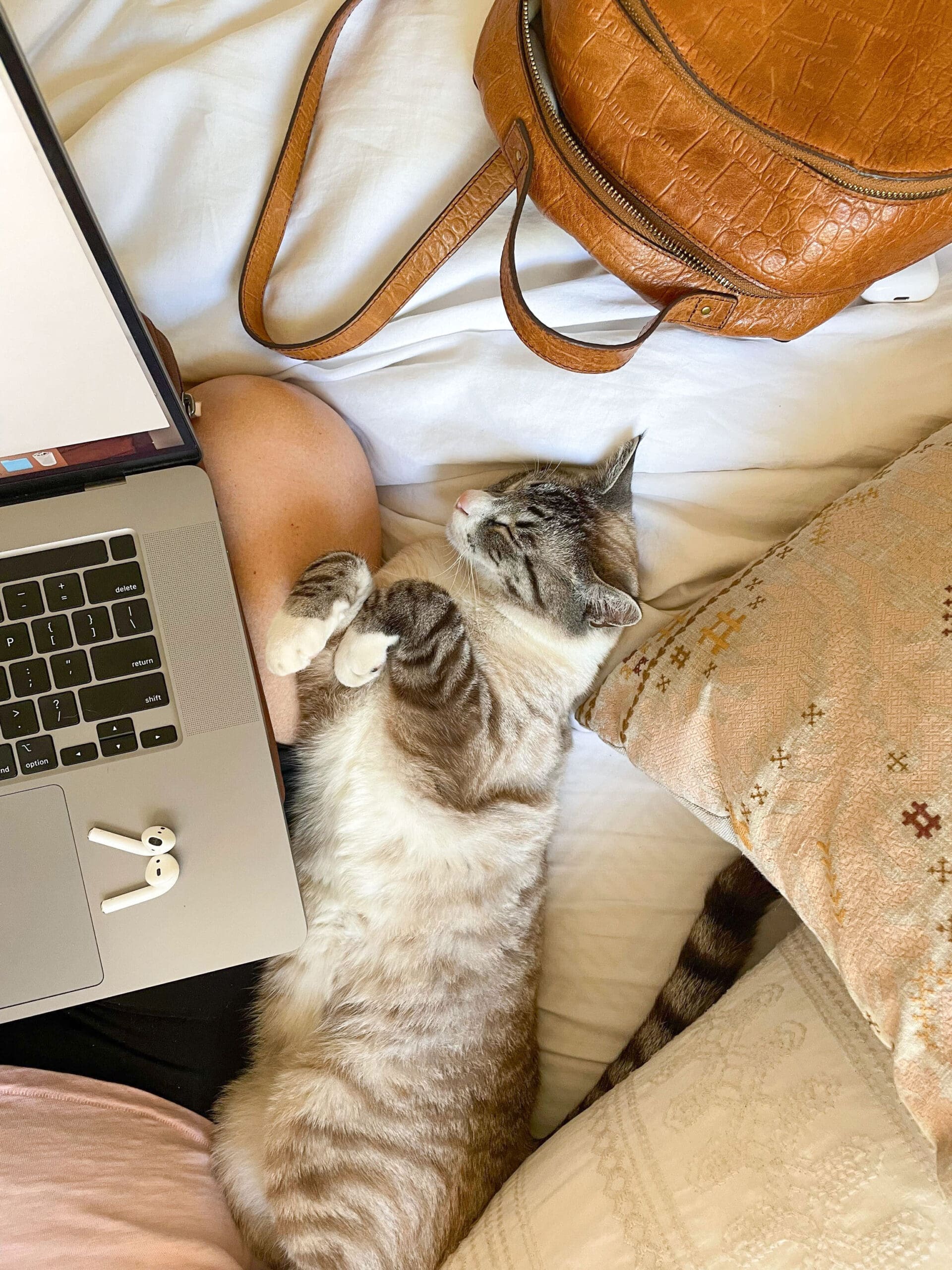 a health practitioner with her laptop and cat researching brand archetypes for entrepreneurs